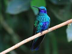 Sparkling Violetear