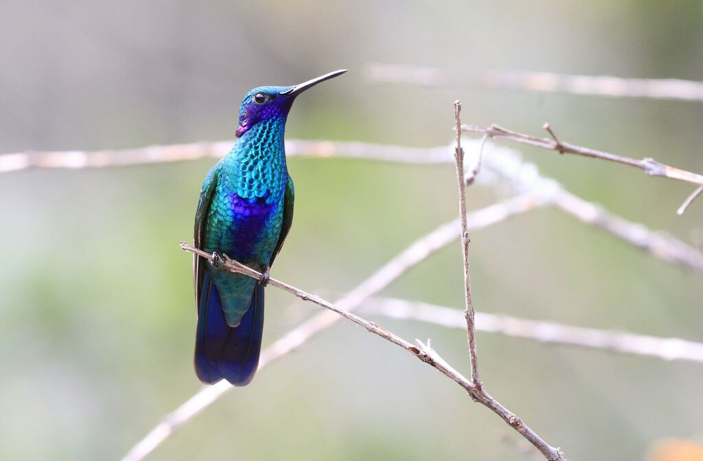Colibri d'Anaïs mâle
