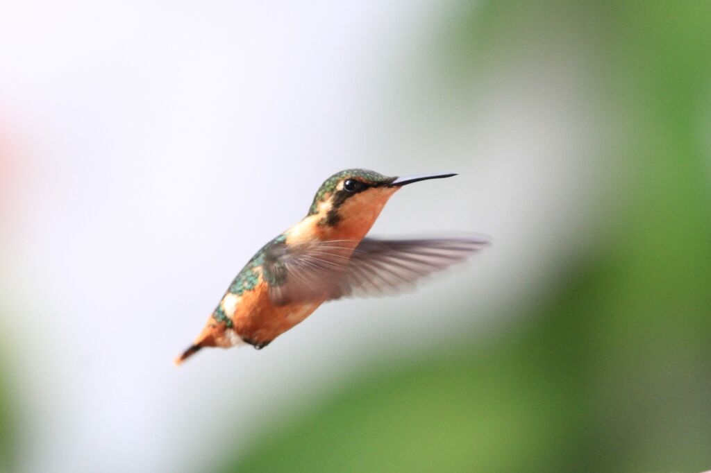 Colibri d'Héliodore