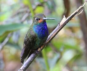 Colibri de Bouguer