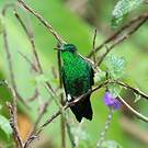 Colibri de Buffon