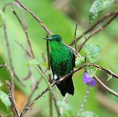 Colibri de Buffon