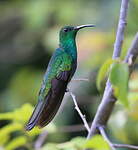 Colibri de Buffon