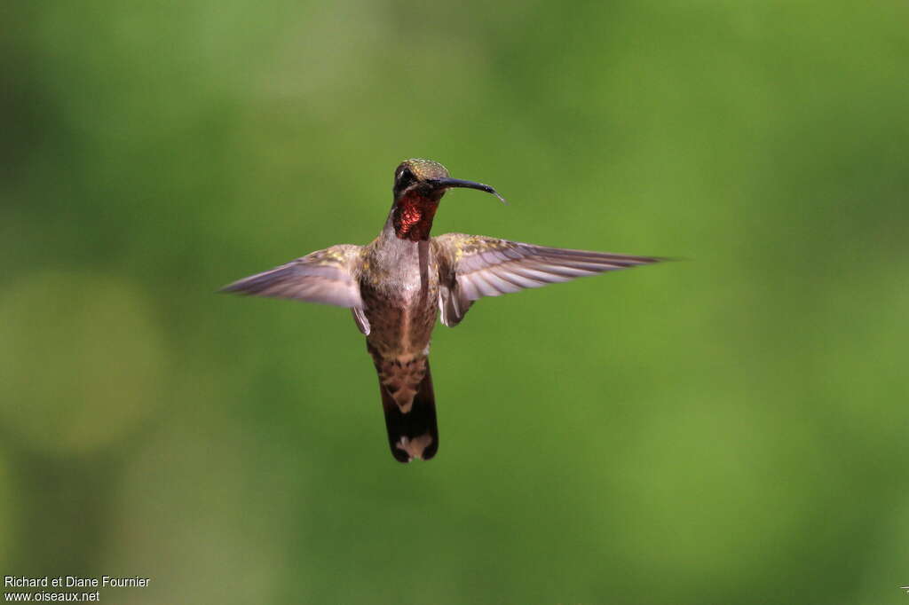 Plain-capped Starthroatadult, pigmentation, Flight