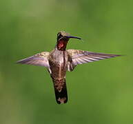 Plain-capped Starthroat