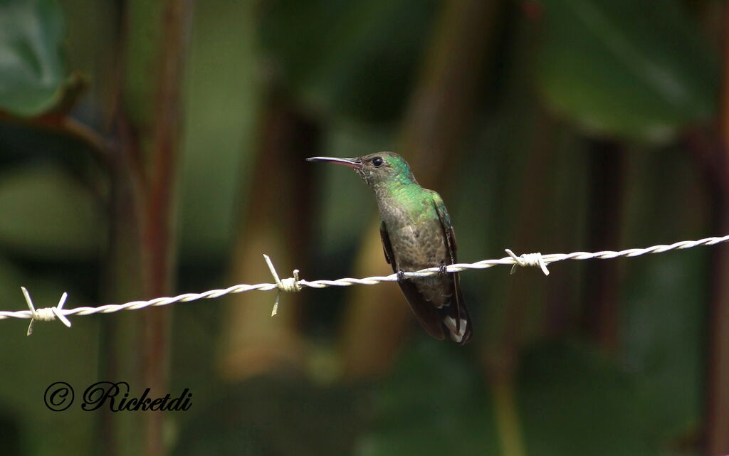 Scaly-breasted Hummingbird