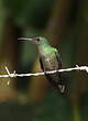 Colibri de Cuvier