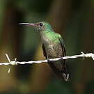 Colibri de Cuvier