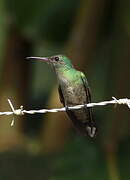 Scaly-breasted Hummingbird