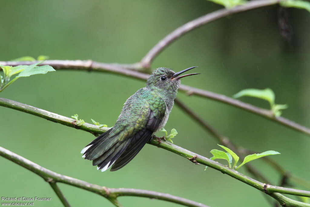 Scaly-breasted Hummingbirdadult