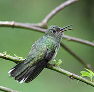 Scaly-breasted Hummingbird