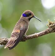 Brown Violetear