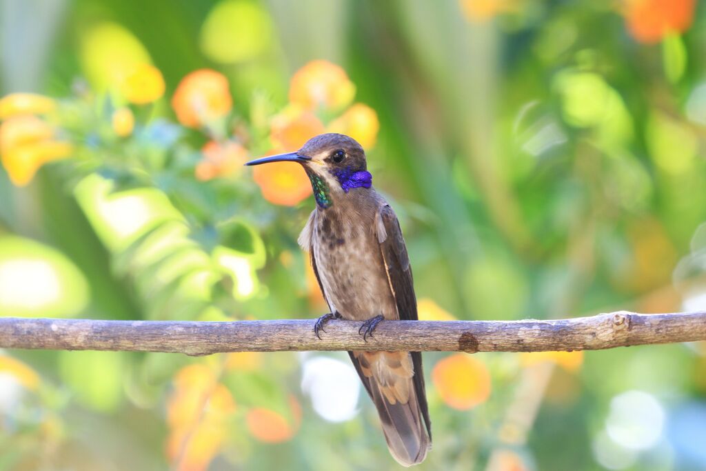 Brown Violetear