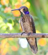 Brown Violetear