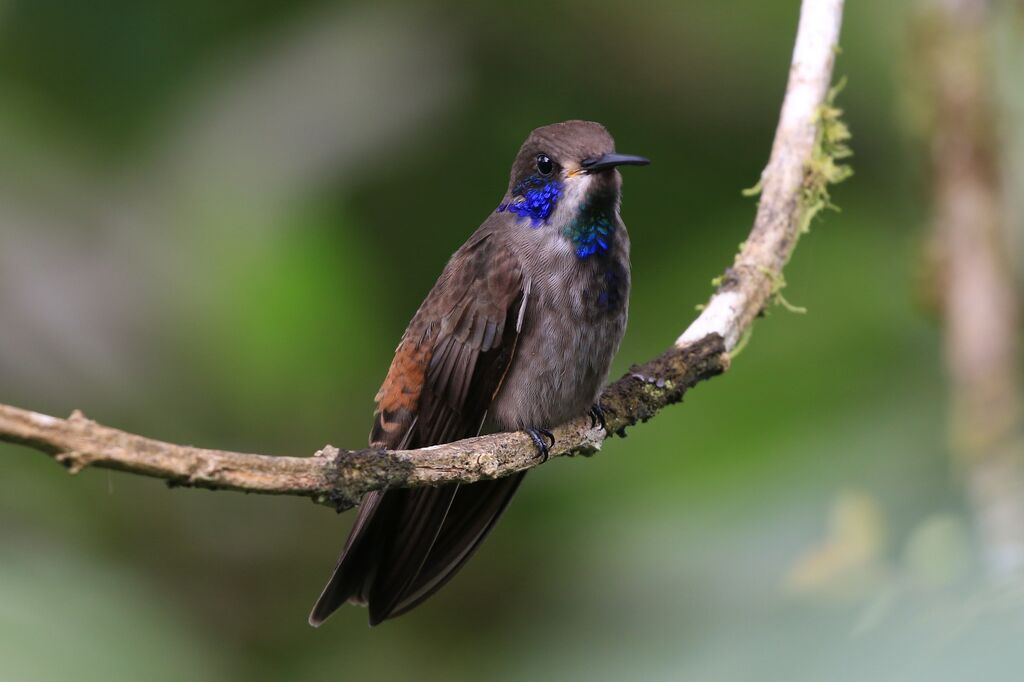 Colibri de Delphine