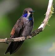 Brown Violetear