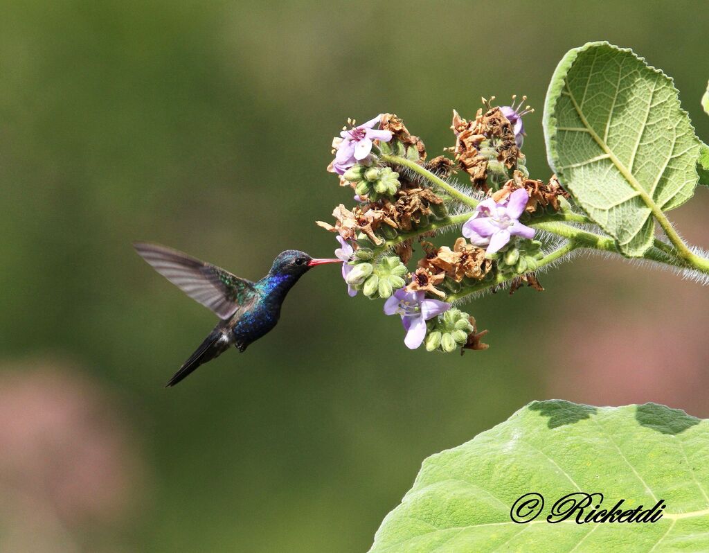 Turquoise-crowned Hummingbird