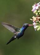 Turquoise-crowned Hummingbird