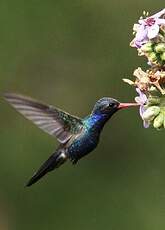 Colibri de Doubleday