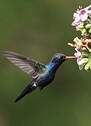 Colibri de Doubleday