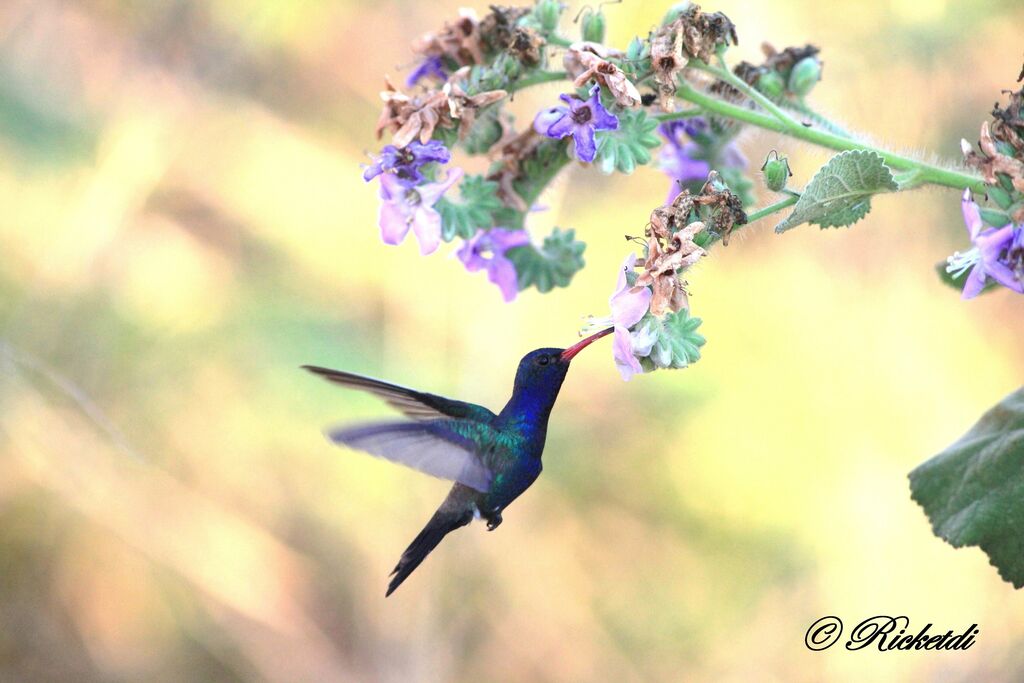 Turquoise-crowned Hummingbird