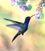 Turquoise-crowned Hummingbird