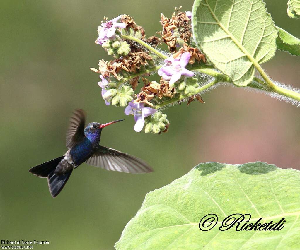 Turquoise-crowned Hummingbirdadult, feeding habits