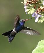 Turquoise-crowned Hummingbird