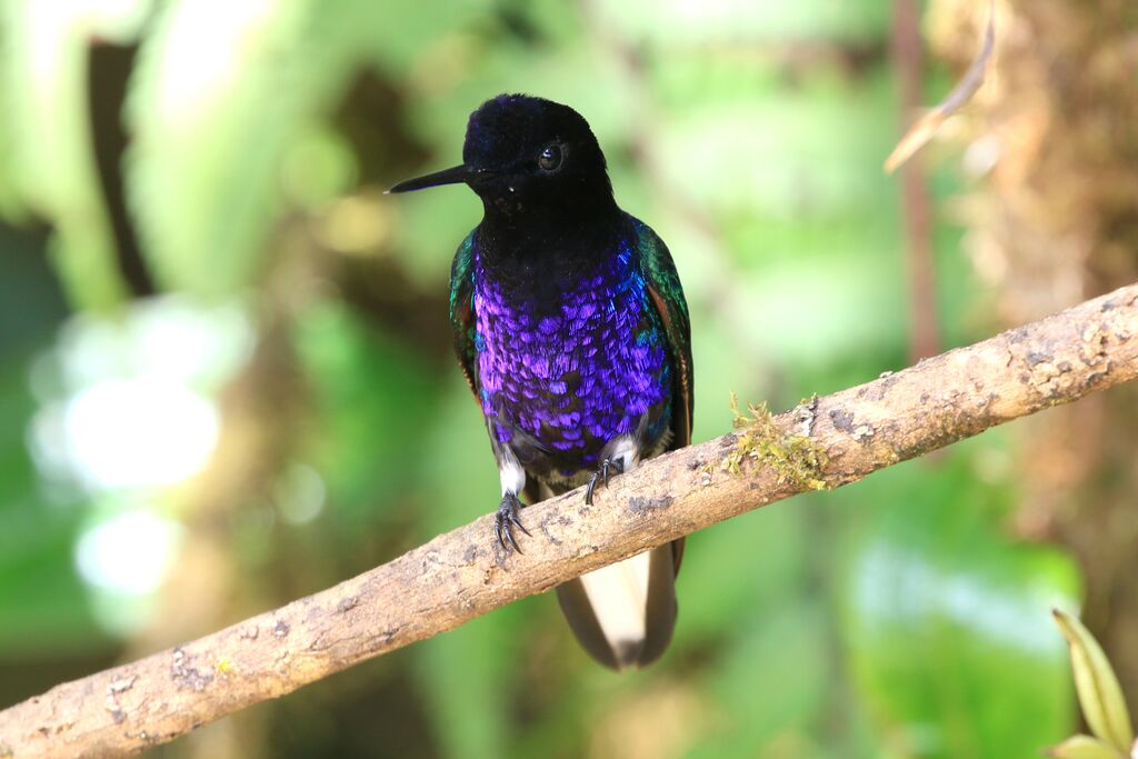 Colibri de Jardine