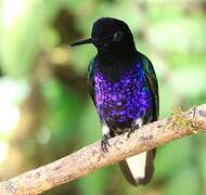 Velvet-purple Coronet