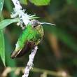 Colibri de Lafresnaye