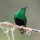 Colibri de Lafresnaye