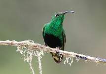 Colibri de Lafresnaye