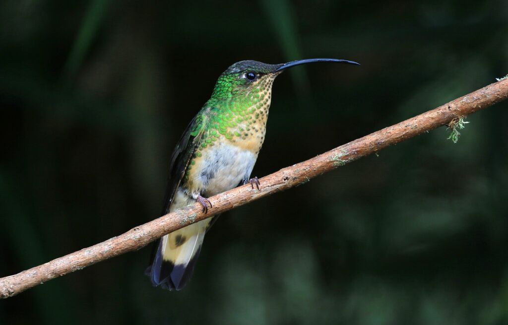 Colibri de Lafresnaye