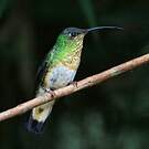 Colibri de Lafresnaye