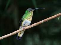 Colibri de Lafresnaye