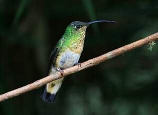 Colibri de Lafresnaye