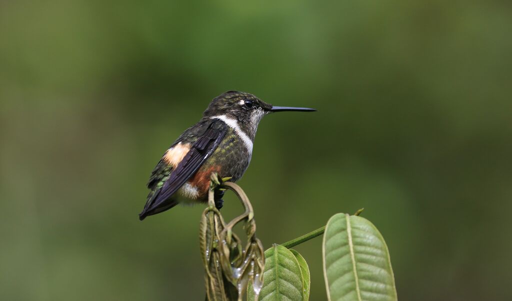 Purple-throated Woodstar