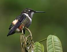 Purple-throated Woodstar