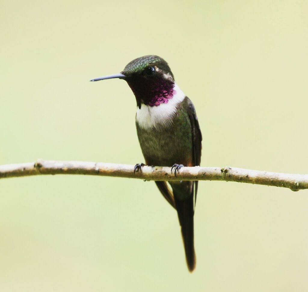 Purple-throated Woodstar