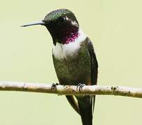 Purple-throated Woodstar