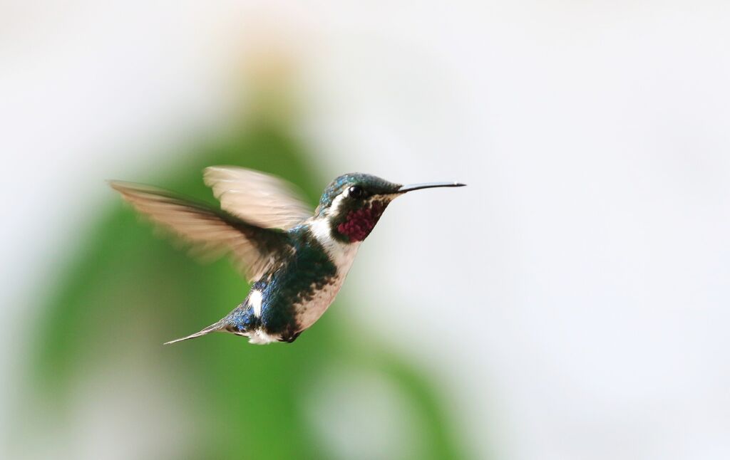 White-bellied Woodstar