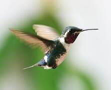 White-bellied Woodstar