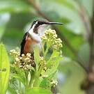Colibri de Mulsant