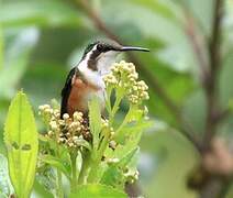 Colibri de Mulsant