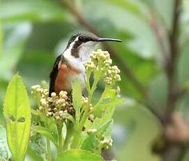 Colibri de Mulsant