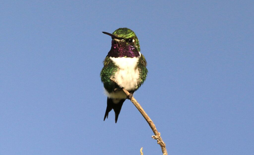 White-bellied Woodstar male