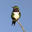 Colibri de Mulsant