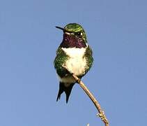 Colibri de Mulsant