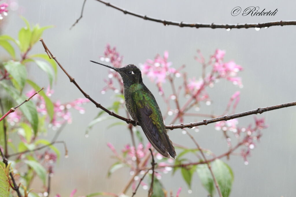 Rivoli's Hummingbird